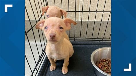 mesquite animal shelter lost and found|mesquite texas dog pound.